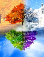 Без бренда «Четыре сезона одного дерева» в Иркутске