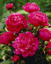 Без бренда «2KMB-4036» в Иркутске