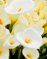 Без бренда «Белые каллы» в Иркутске