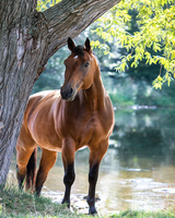 Без бренда «Лошадь у дерева» в Иркутске