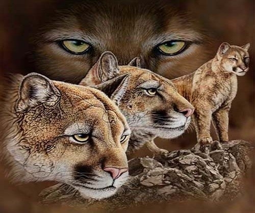 Картина по номерам 40x50 Красота леопардов