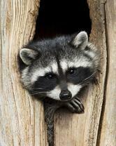 Без бренда «Енот в дупле» в Иркутске