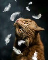 Без бренда «Кот среди перышек» в Иркутске