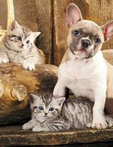Без бренда «Милый щенок французского бульдога и два котёнка» в Иркутске в интернет-магазине  Без бренда «Милый щенок французского бульдога и два котёнка» в Иркутске