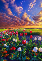 Без бренда «Поле тюльпанов под облачным небом» в Иркутске